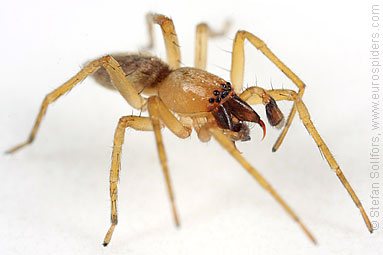 Yellow sac-spider Clubiona lutescens