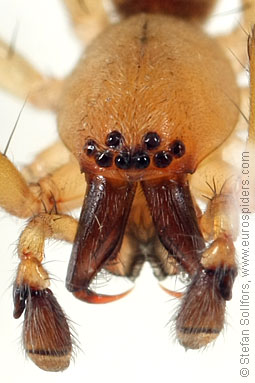 Yellow sac-spider Clubiona lutescens