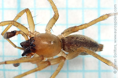 Yellow sac-spider Clubiona lutescens