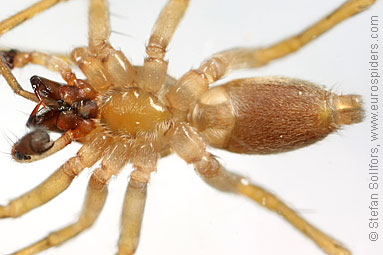 Yellow sac-spider Clubiona lutescens