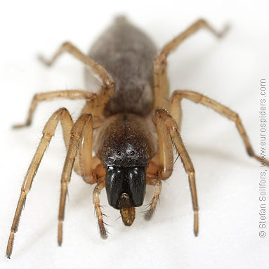 Tree sac spider Clubiona pallidula