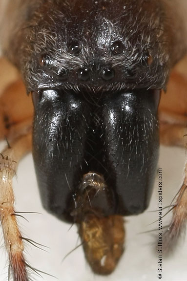 Tree sac spider Clubiona pallidula