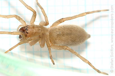 Reed sac-spider Clubiona phragmitis