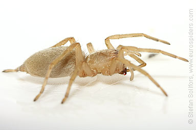 Reed sac-spider Clubiona phragmitis