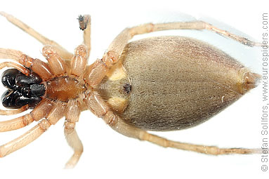 Reed sac-spider Clubiona phragmitis