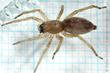 Common sac-spider Clubiona reclusa