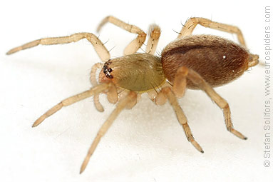 Caledonian sac-spider Clubiona subsultans