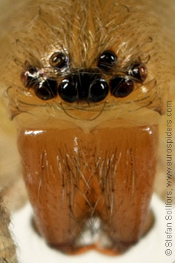 Northern sac-spider Clubiona trivialis