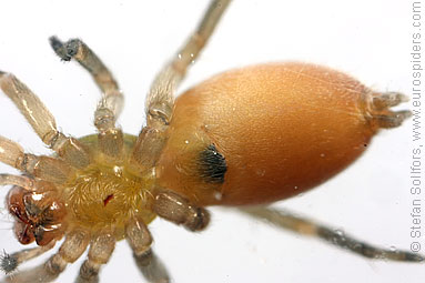 Northern sac-spider Clubiona trivialis