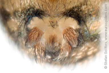 Hidden-hole spider Cryphoeca silvicola