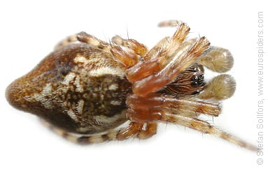 Trash line spider Cyclosa conica