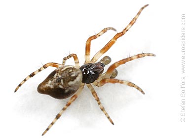 Trash line spider Cyclosa conica