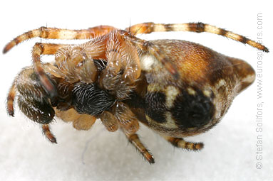 Trash line spider Cyclosa conica