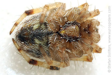 - Cyproitic spiders