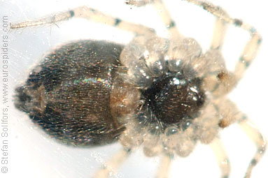- Cyproitic spiders
