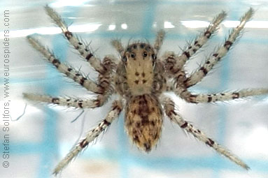 - Cypriotic spiders