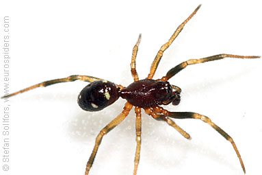 - Cypriotic spiders