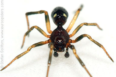 - Cypriotic spiders