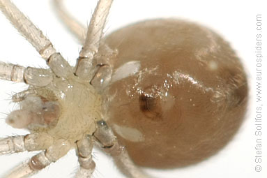 - Cyproitic spiders