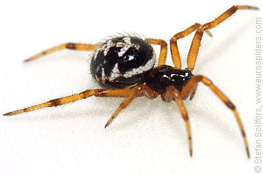 - Cyproitic spiders