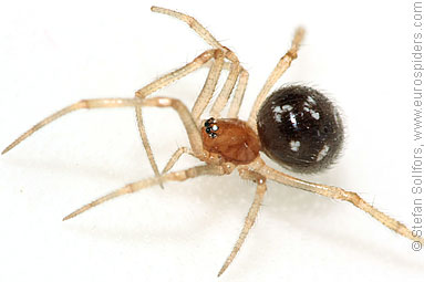 - Cypriotic spiders