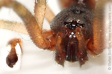 - Cyproitic spiders
