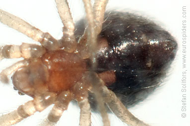 - Cypriotic spiders