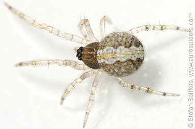 - Cypriotic spiders