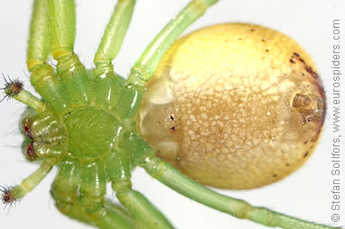 - Diaea dorsata