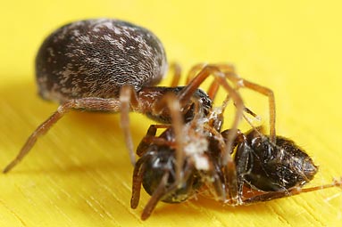 Barbed mesh-weaver Dictyna uncinata