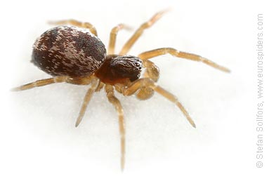 - Dictyna arundinacea