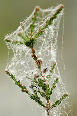 Common mesh-weaver Dictyna arundinacea