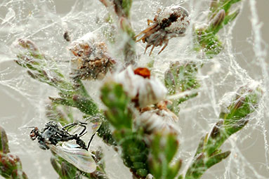 Common mesh-weaver Dictyna arundinacea