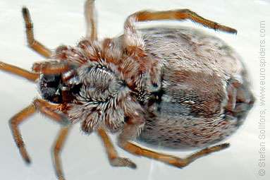 - Dictyna arundinacea