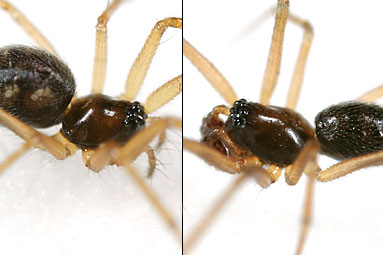 Female and male spiders.
