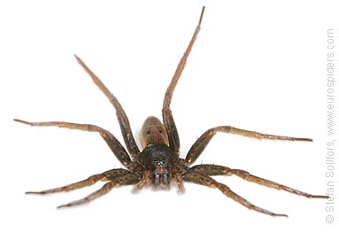 Fen Raft spider Dolomedes plantarius