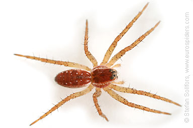 Great Raft spider Dolomedes fimbriatus