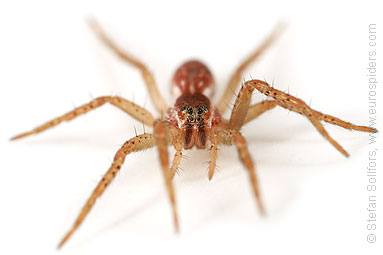 Great Raft spider Dolomedes fimbriatus