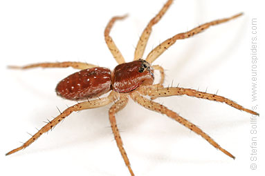 Great Raft spider Dolomedes fimbriatus