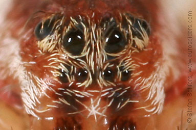 Great Raft spider Dolomedes fimbriatus