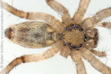 Great Raft spider Dolomedes fimbriatus