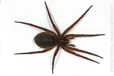 Fen Raft spider Dolomedes plantarius