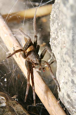 Fen Raft spider Dolomedes plantarius