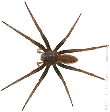 Fen Raft spider Dolomedes plantarius