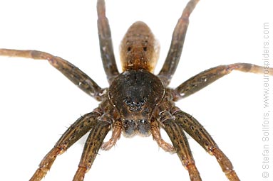 Fen Raft spider Dolomedes plantarius