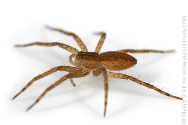 Fen Raft spider Dolomedes plantarius