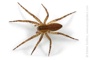 Fen Raft spider Dolomedes plantarius