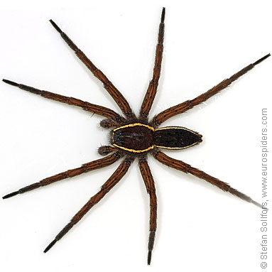 Fen Raft spider Dolomedes plantarius