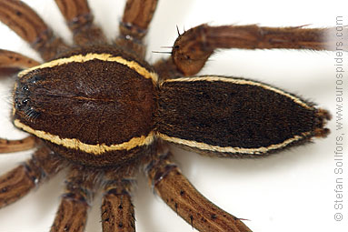 Fen Raft spider Dolomedes plantarius