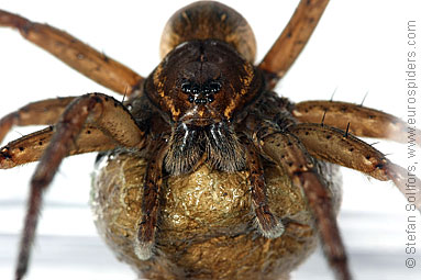 Fen Raft spider Dolomedes plantarius